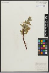Foto von Salix anglorum Cham.